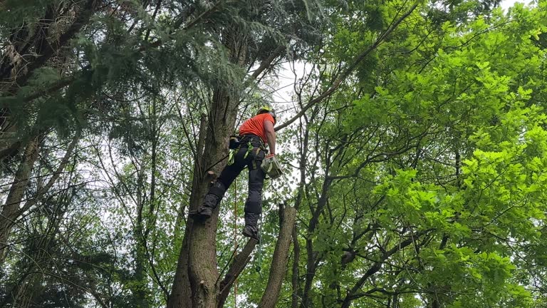 Best Tree Trimming and Pruning  in Fruitport, MI